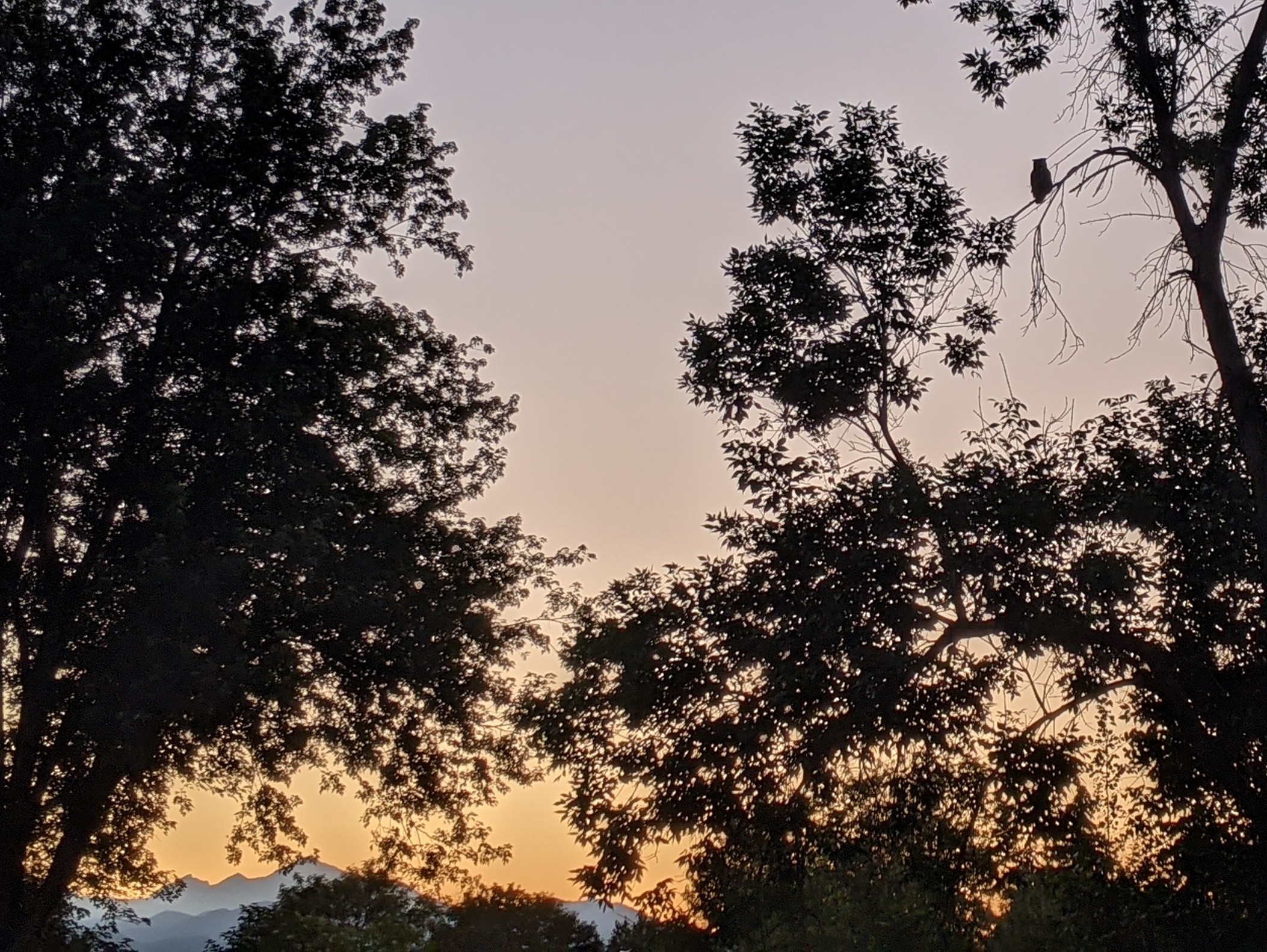 Owl in a tree in the distance and Longs Peak in the background