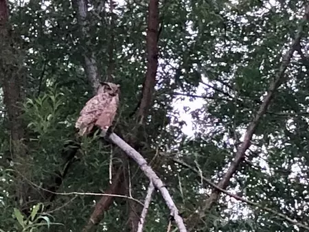 Owl in Shannon Estates trees